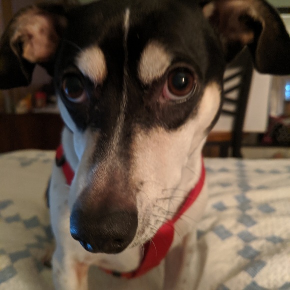 Meet your Posher, Victoria - Picture 3 of 8